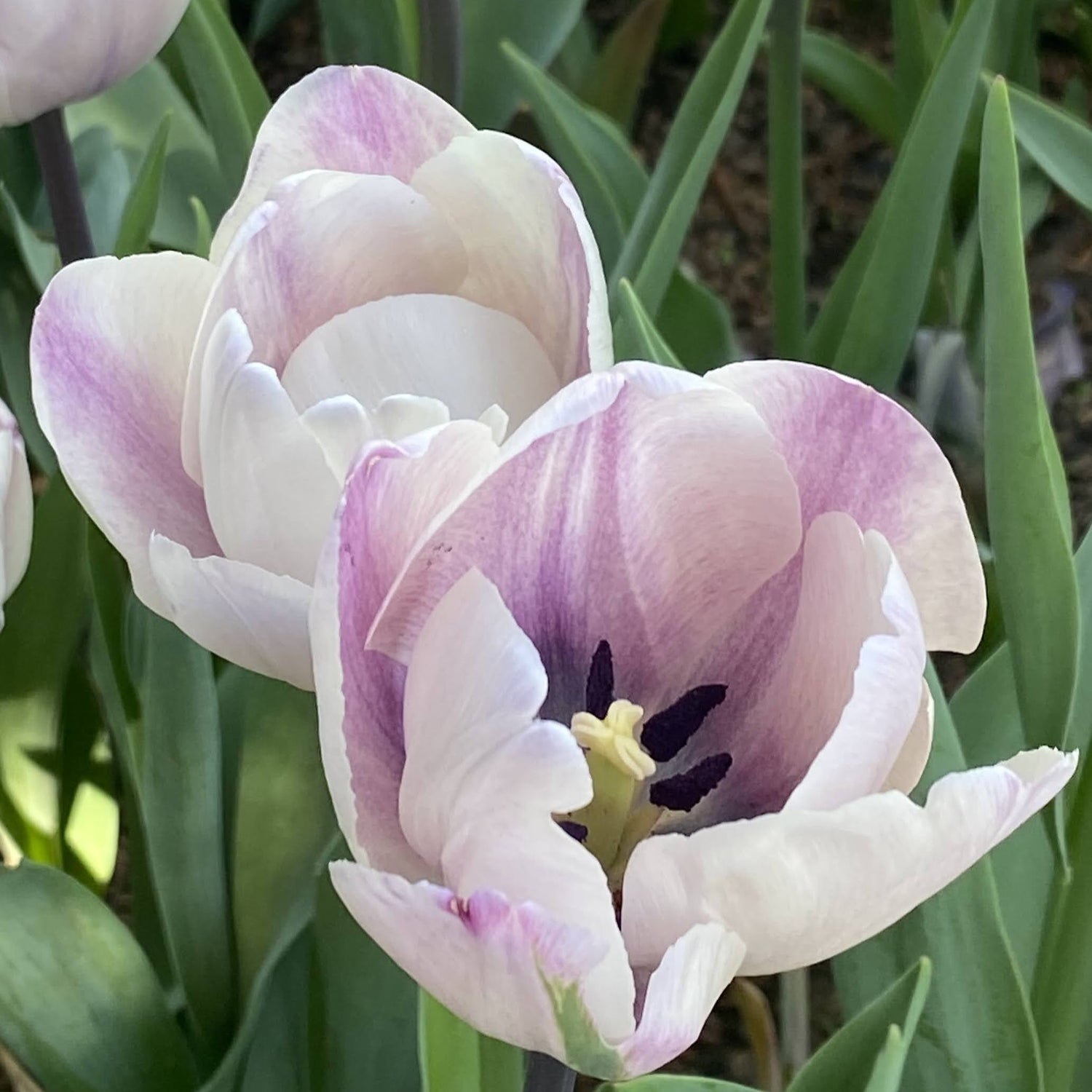 Tulip &