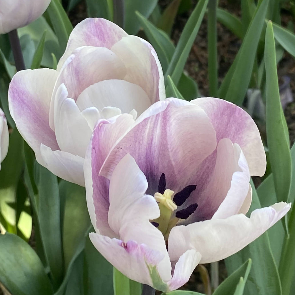 Tulip 'Jacuzzi'