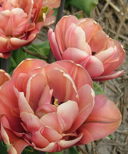 Tulip 'La Belle Epoque'