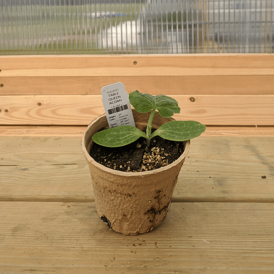 Table Queen Acorn Squash Seedlings