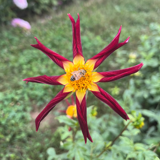 Tahoma Moonshot Dahlia Tuber