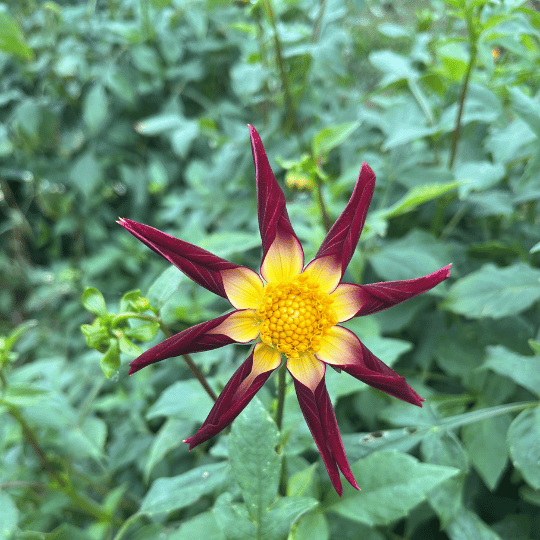 Tahoma Moonshot Dahlia