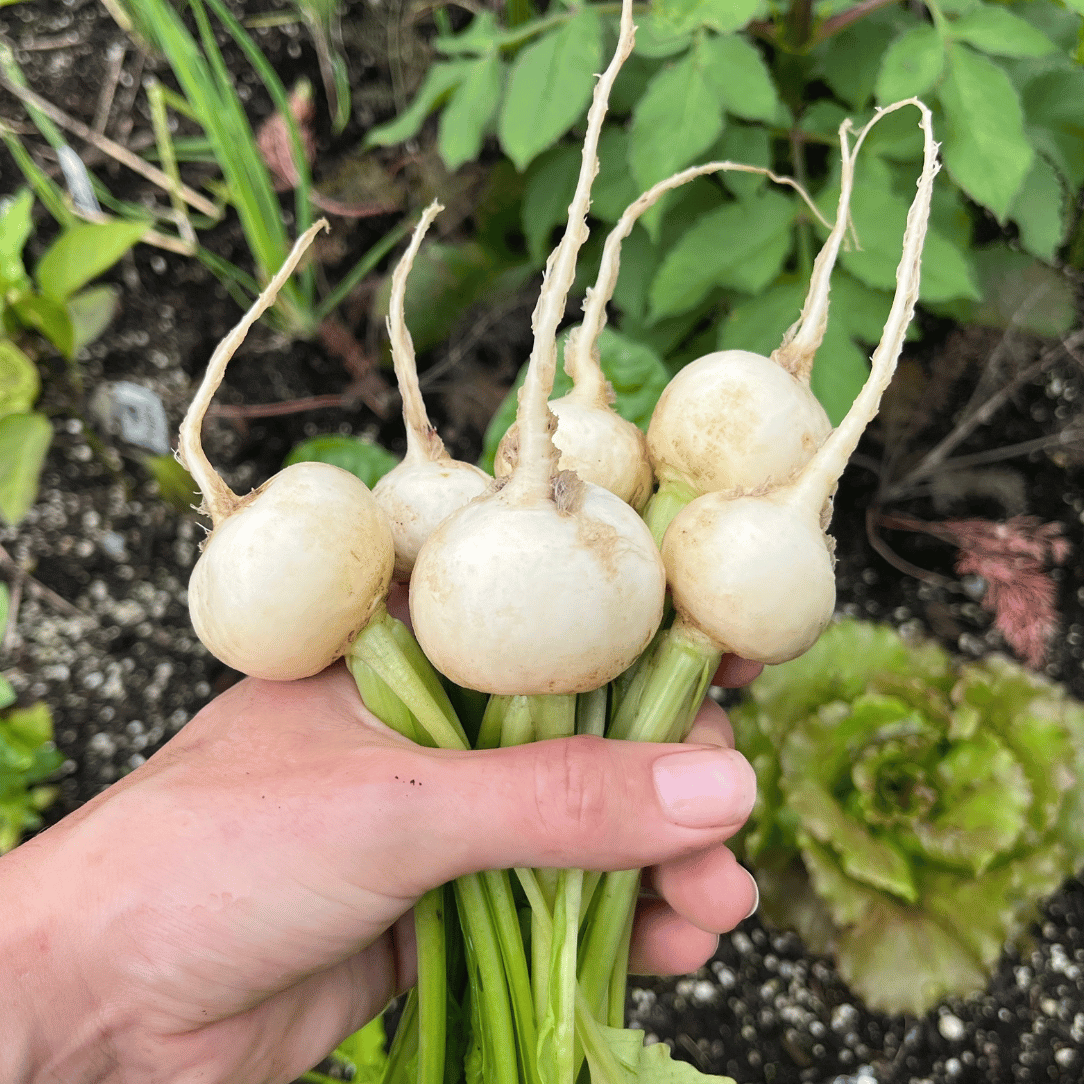 Tennouji Kabura Turnip