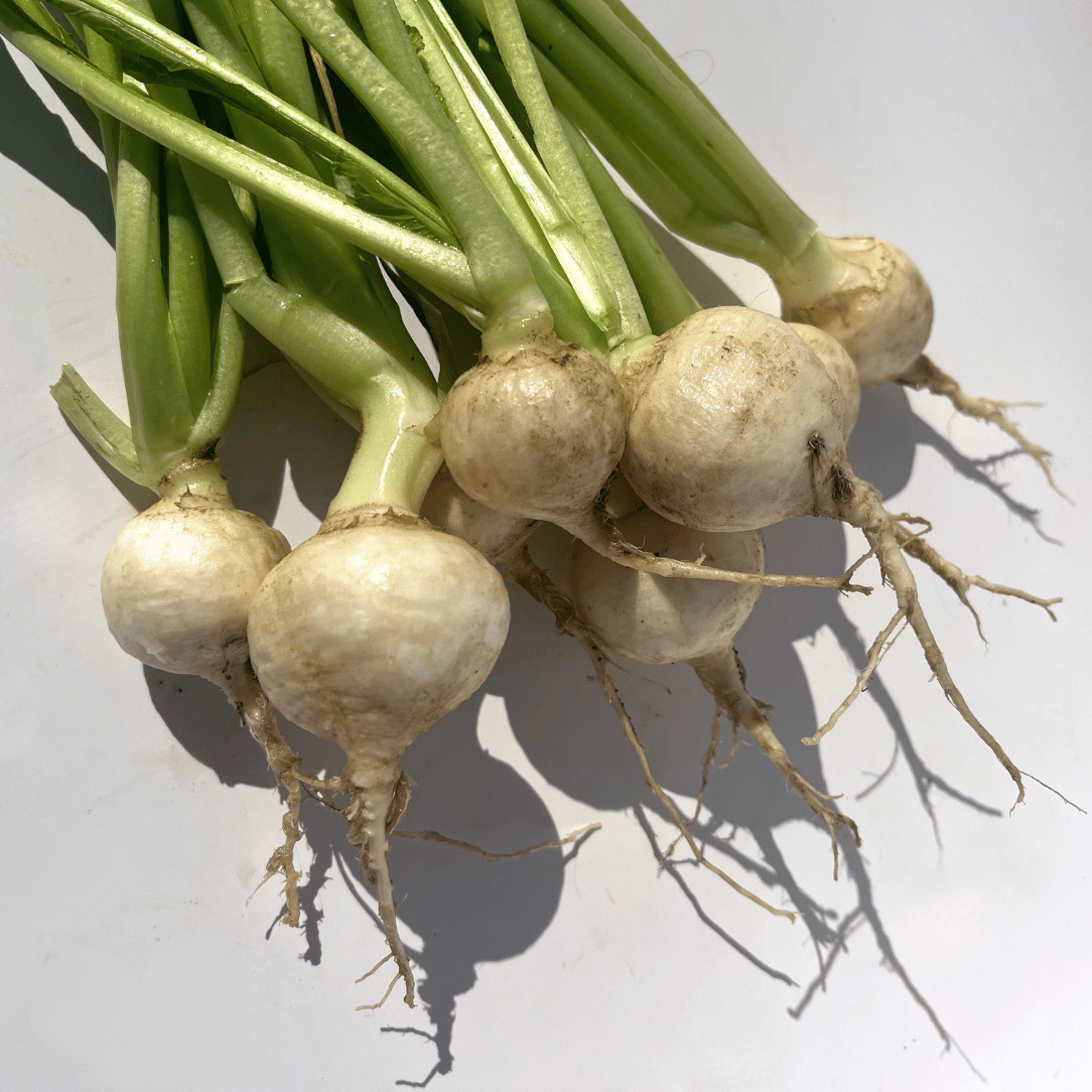 Tennouji Kabura Turnip