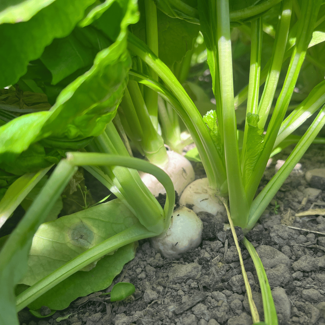 Tennouji Kabura Turnip