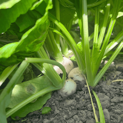 Tennouji Kabura Turnip