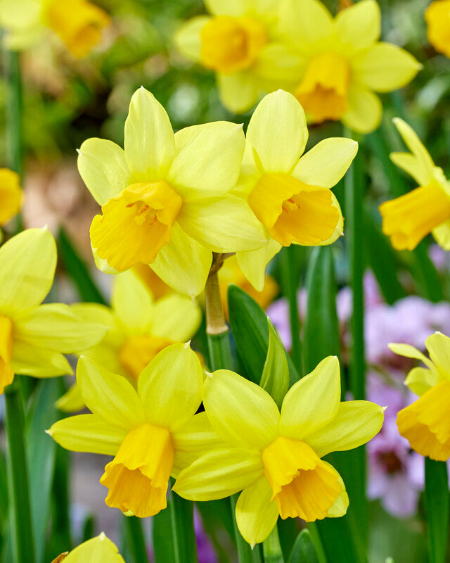 Narcissus &