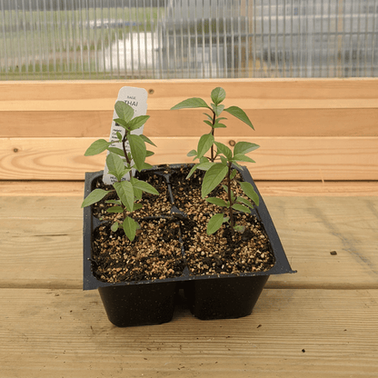 Thai Basil Seedlings