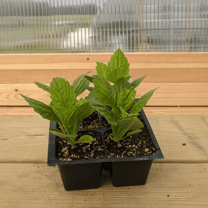 Tiger Paw Aster Seedlings