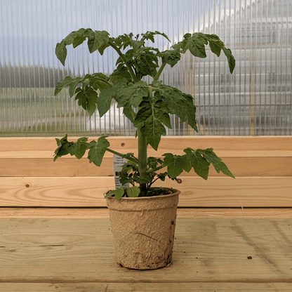 Tiny Tim Tomato Seedlings