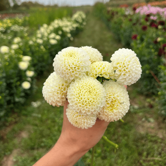 Tiny Treasure Dahlia