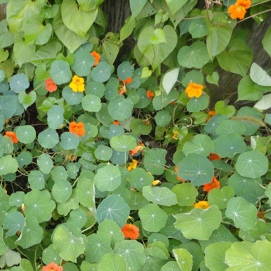 Trailing Nasturtium Seedlings