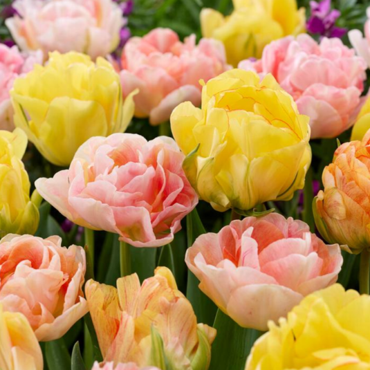 Tulip &