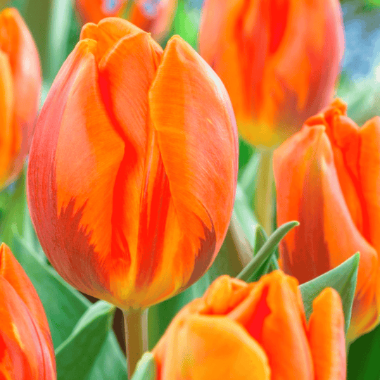Tulip 'Hermitage'