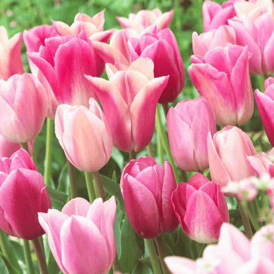 Tulip 'All Season Pink Mix'