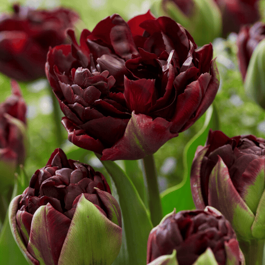 Tulip 'Palmyra'