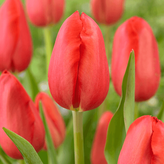 Tulip 'Sky High Scarlet'