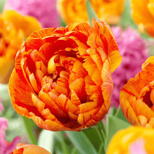 Tulip 'Sun Lover'