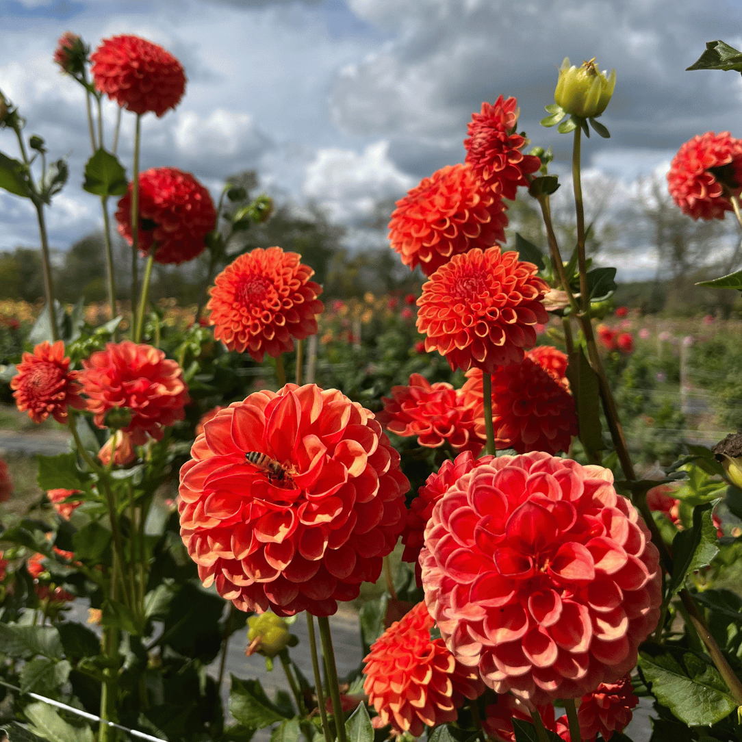 Valley Rust Bucket Dahlia Tuber