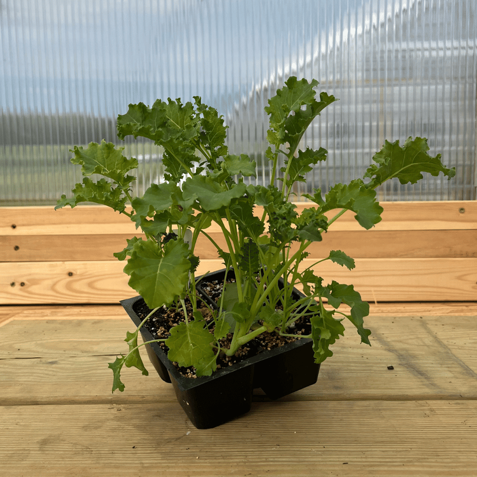 Vates Blue Curled Kale Seedlings