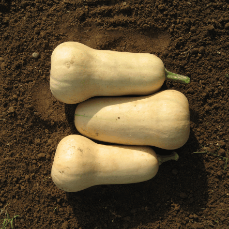 Waltham Butternut Squash