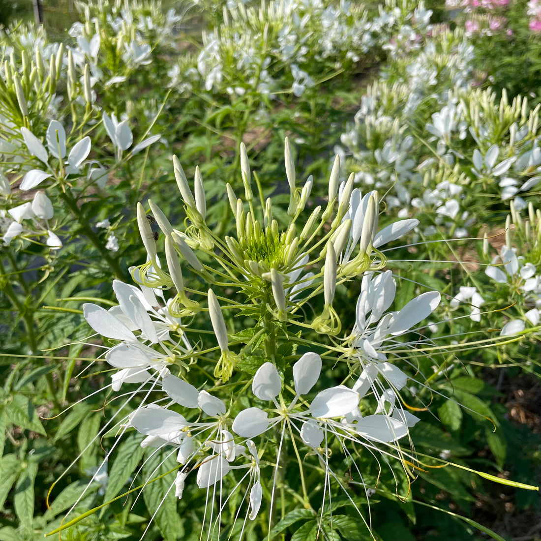 White Queen Cleome