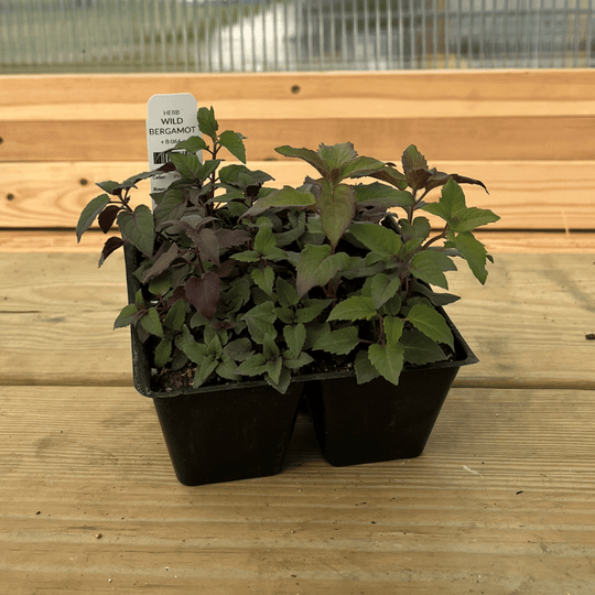 Wild Bergamot Seedlings