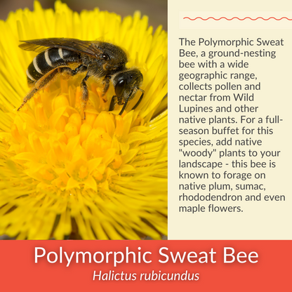 Wild Lupine - PollinateHV Local Ecotype