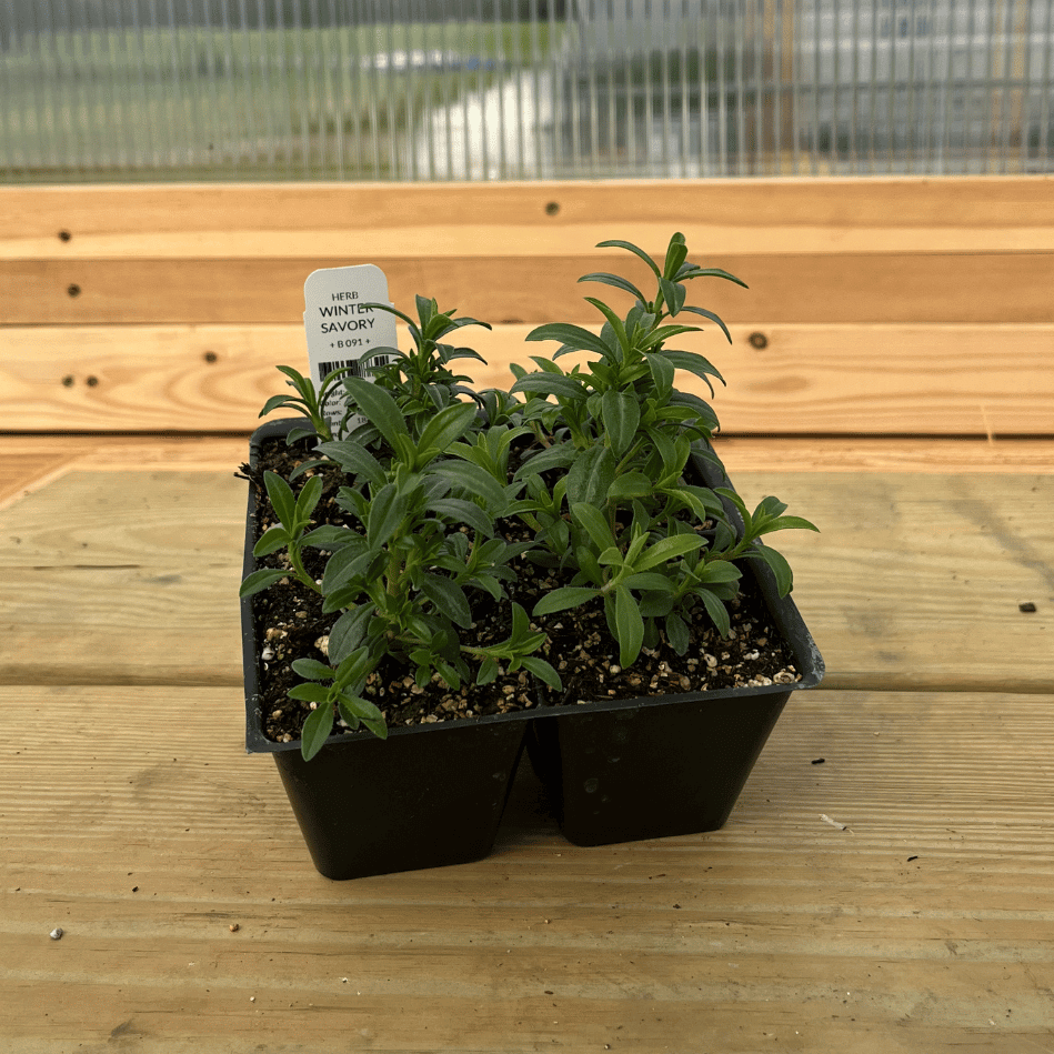 Winter Savory Seedlings