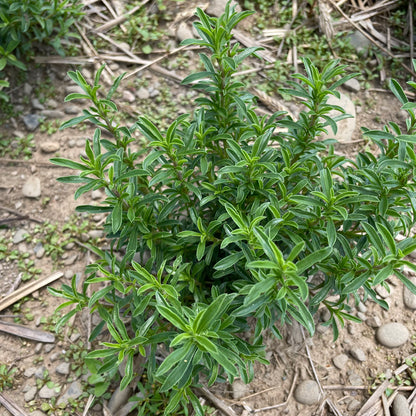 Winter Savory Seedlings