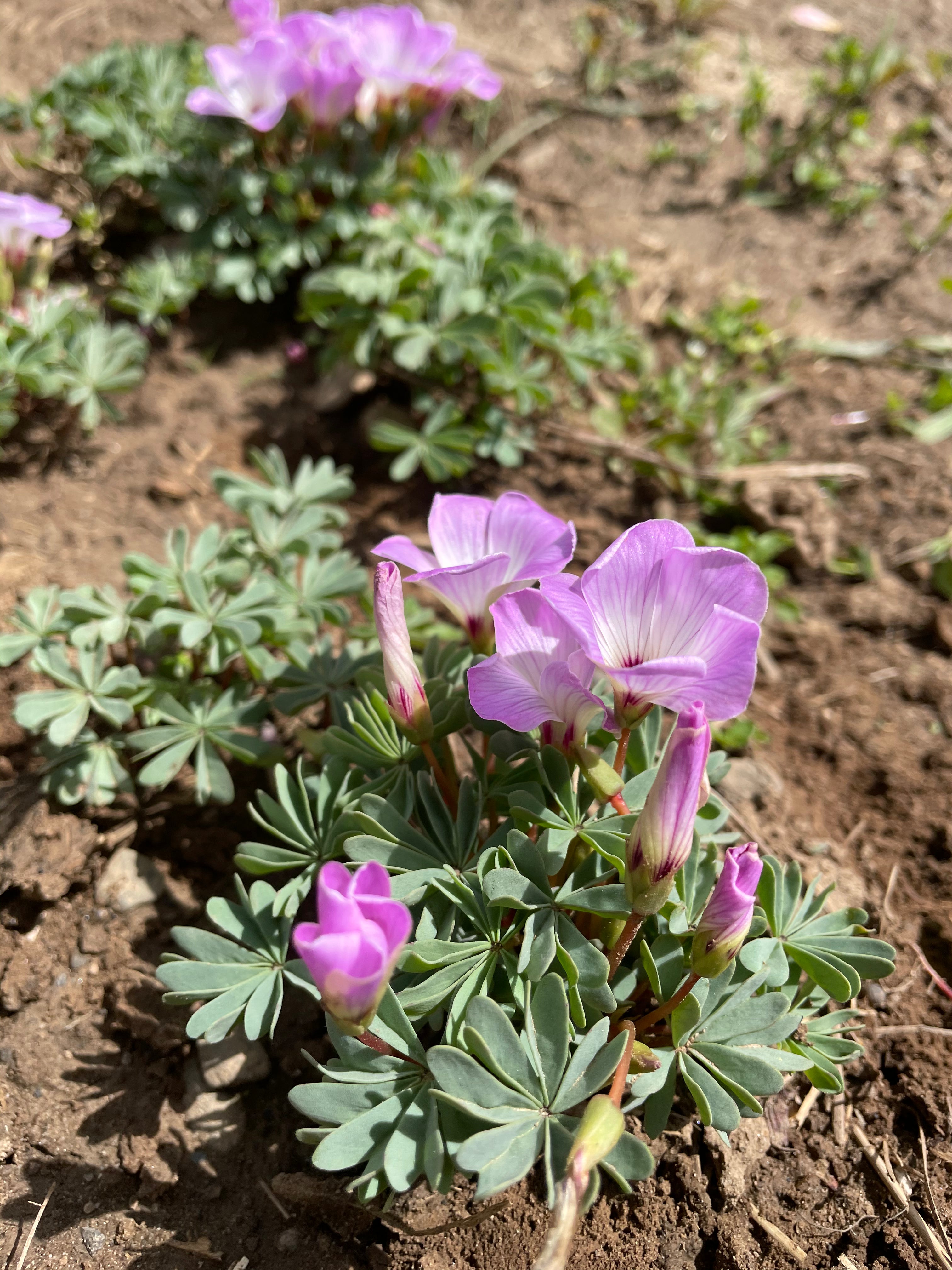 Wood Sorrel