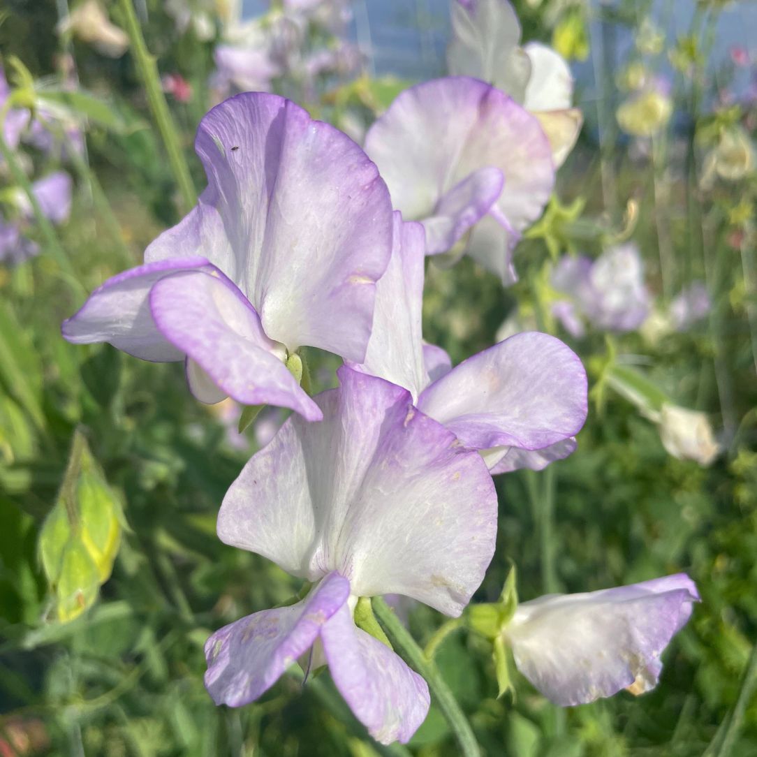 Albutt Blue Sweet Pea