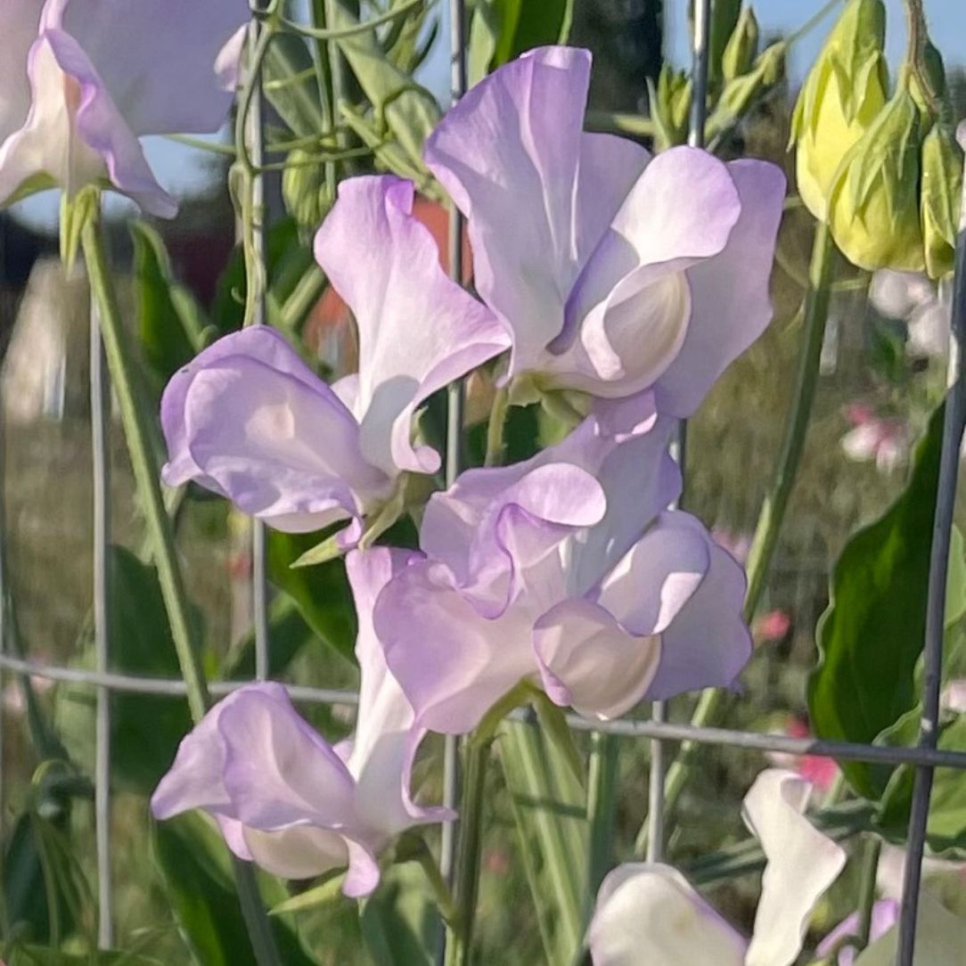 Albutt Blue Sweet Pea