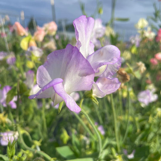 Albutt Blue Sweet Pea