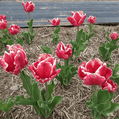 Tulip &