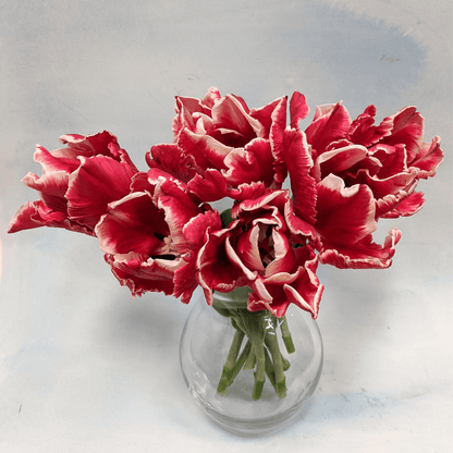 Tulip &