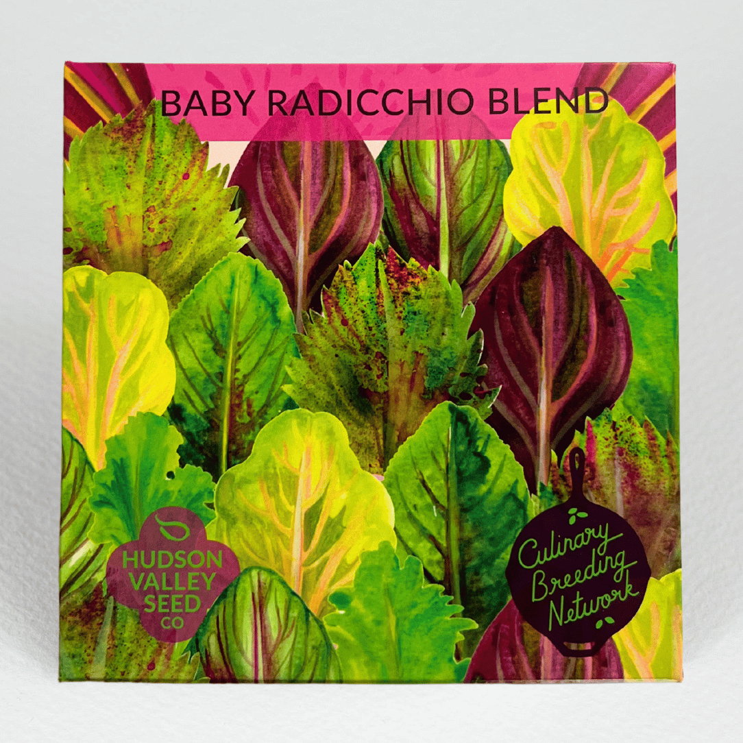 Baby Radicchio Blend