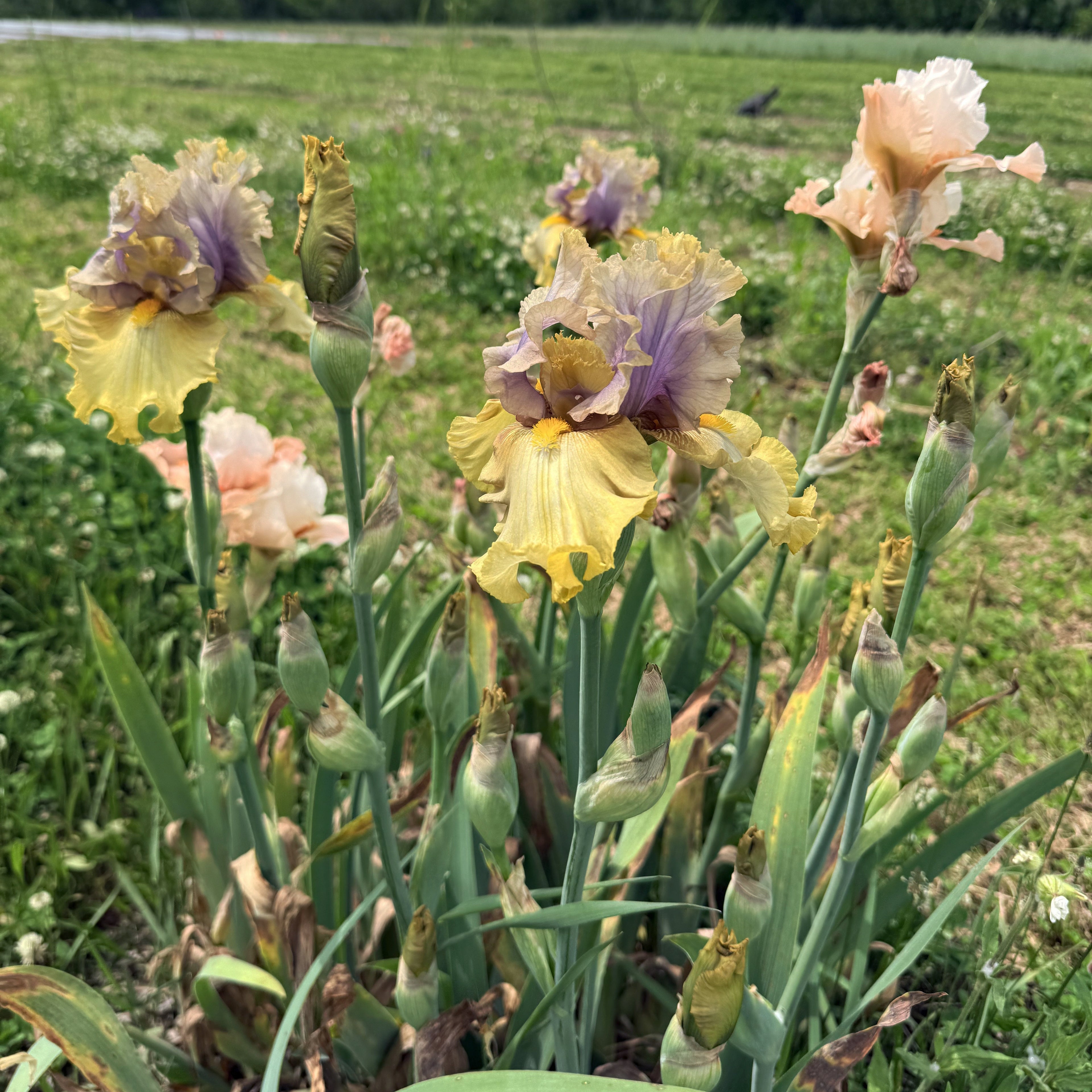 Bearded Iris &