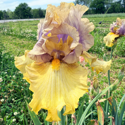 Bearded Iris &