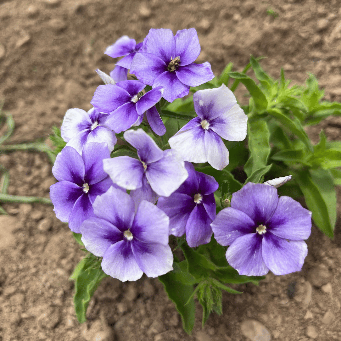 Beauty Blue Phlox