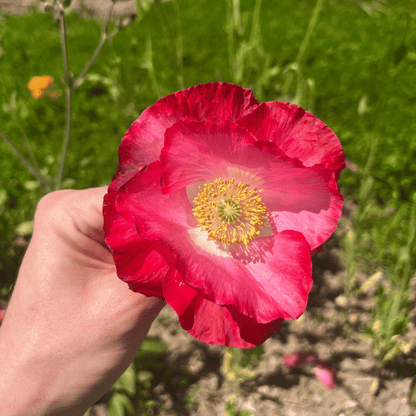 Bee Friendly Meadow Mix Seed Shaker