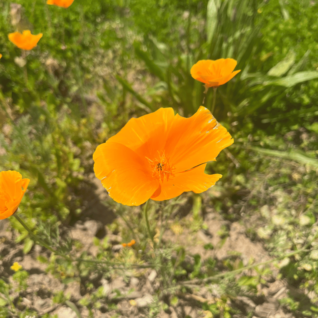 Bee Friendly Meadow Mix Seed Shaker