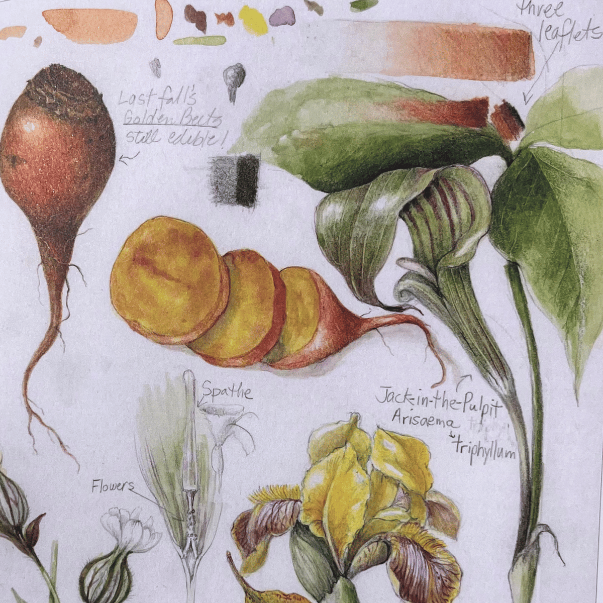 The Joy of Botanical Drawing