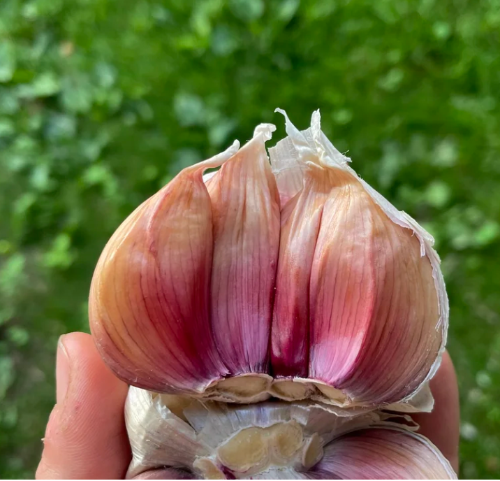 Conventional Bloodnick&