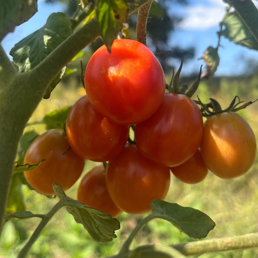 Cherry Ember Tomato