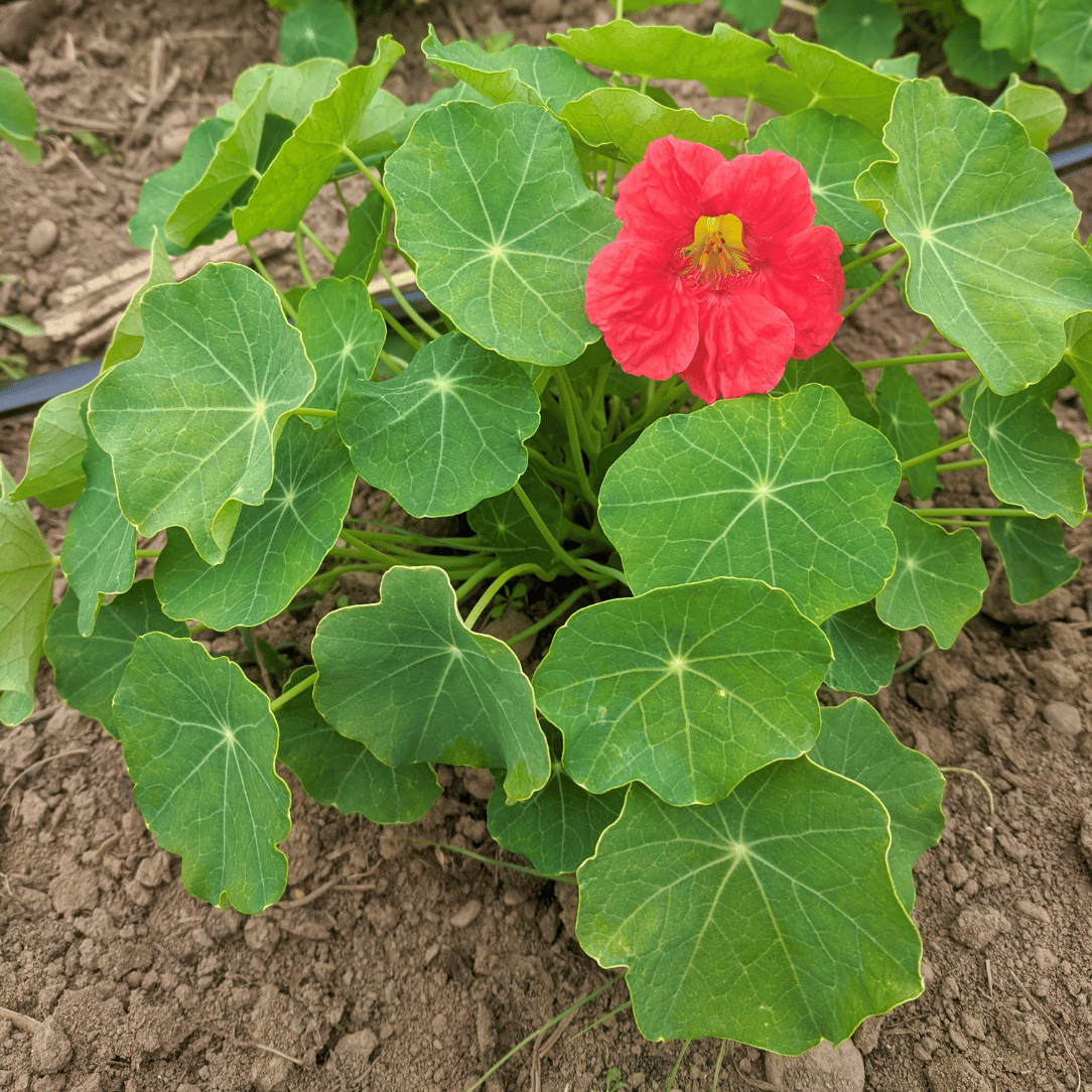 Cherry Rose Nasturtium