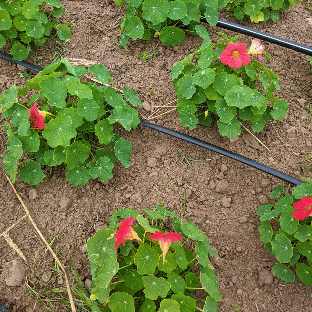 Cherry Rose Nasturtium