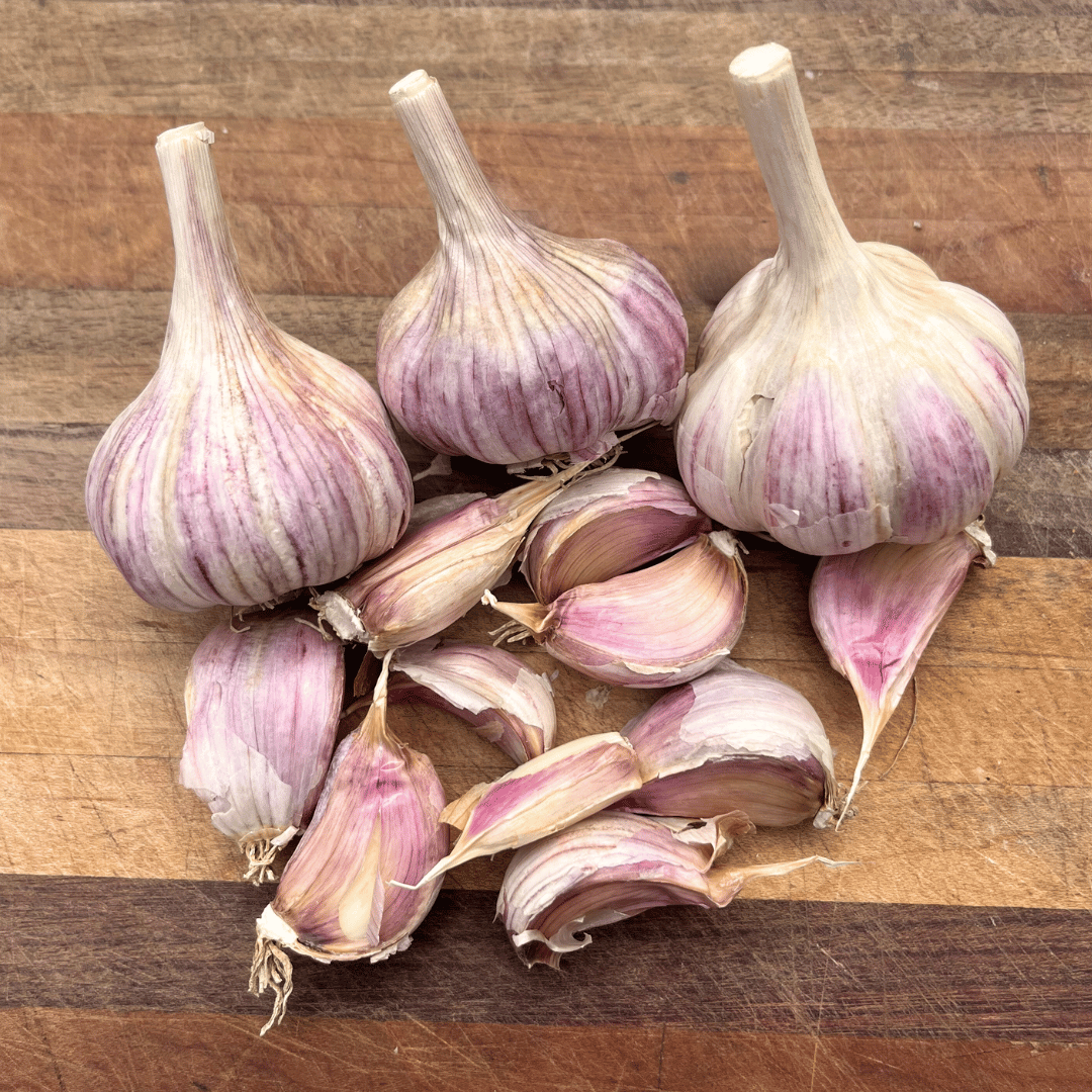 Chesnok Red Hardneck Garlic