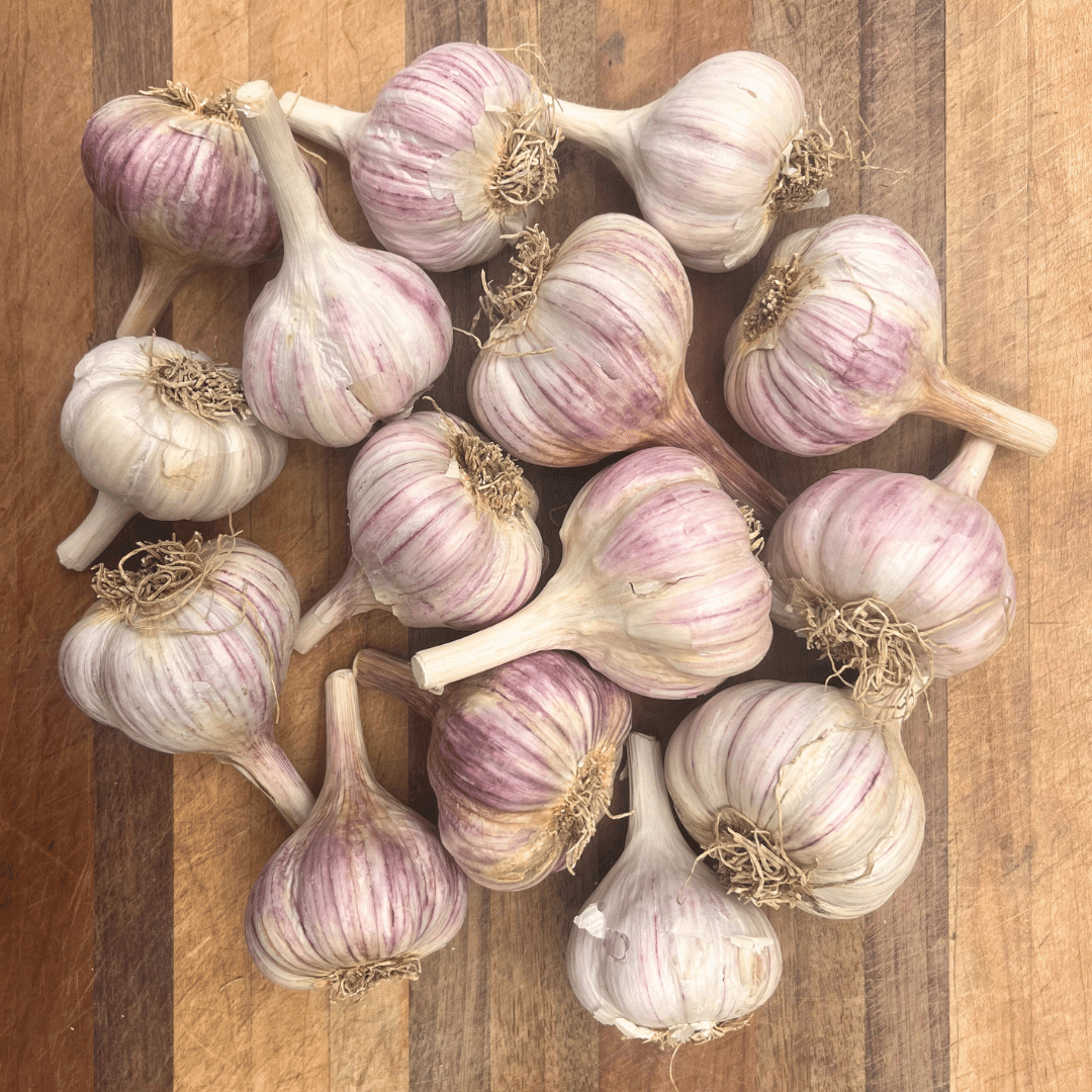 Chesnok Red Hardneck Garlic