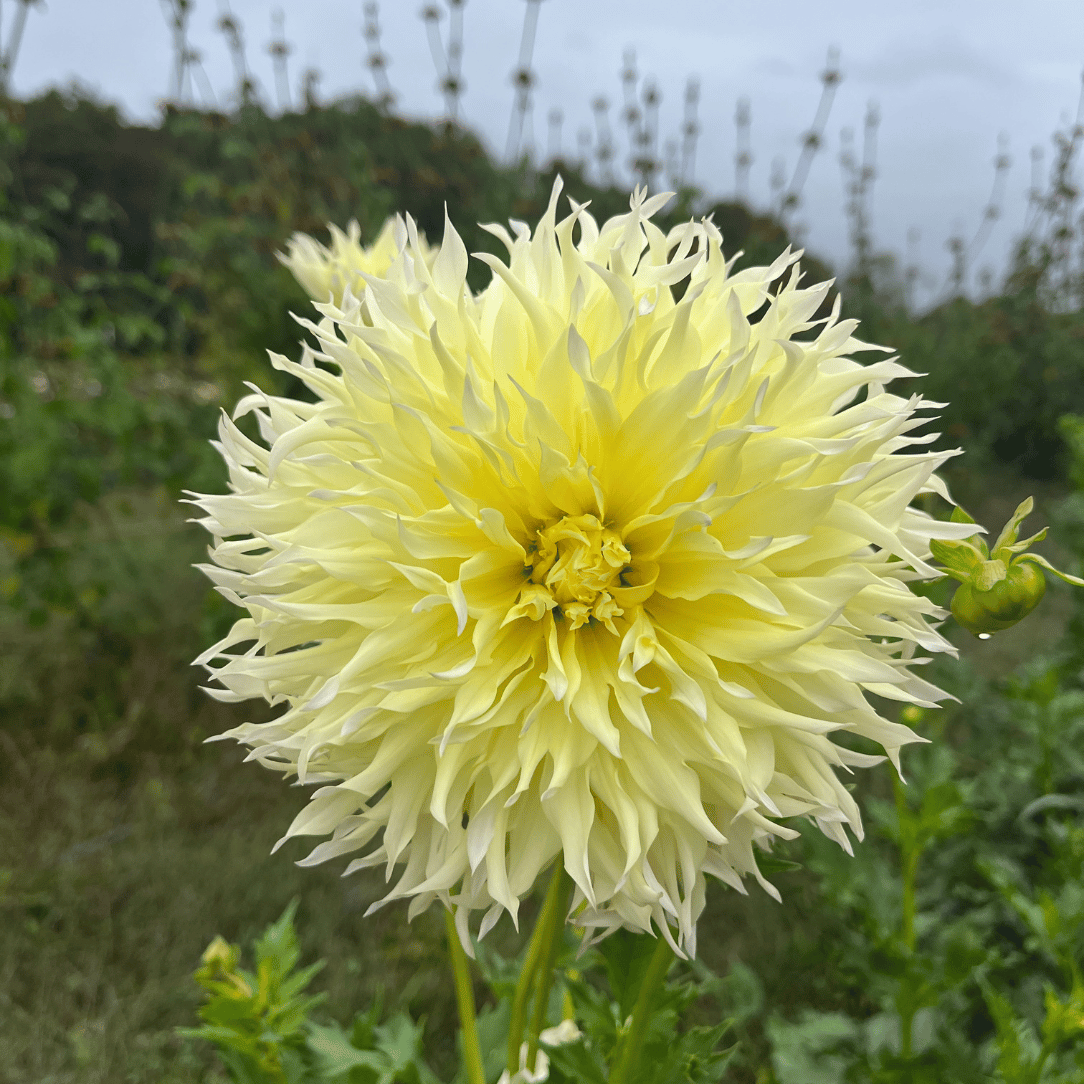 Citron du Cap Dahlia Tuber